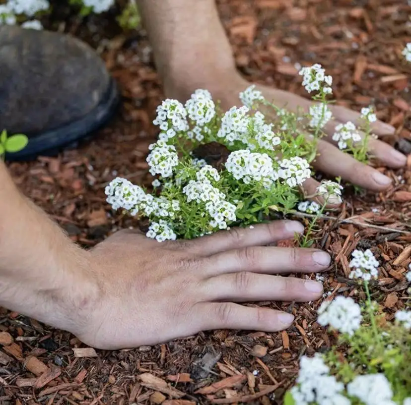 Landscape Supply Company Charlotte