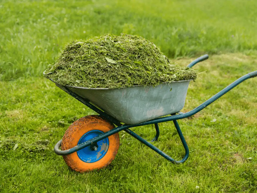 Green Lawn in Charlotte NC