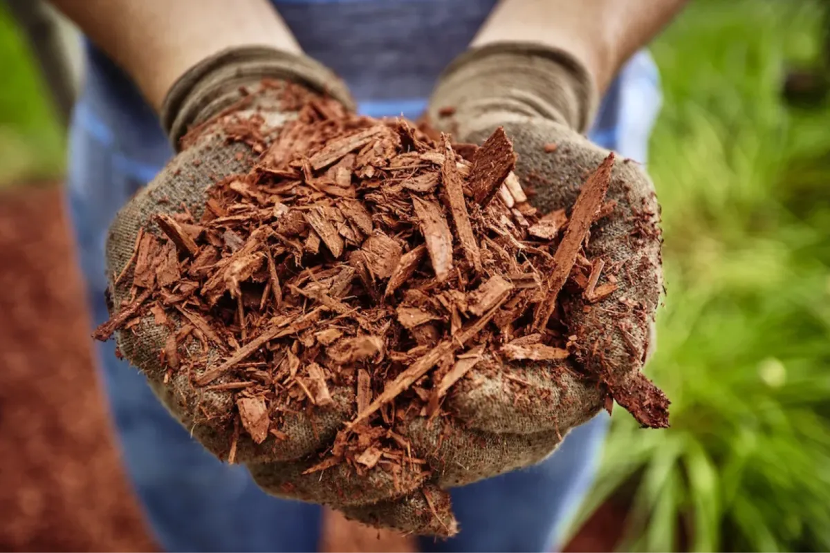 Person holding a handful of mulch in work gloves