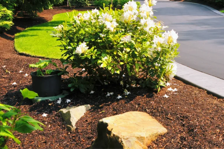 Mulched flower bed with white blooming shrubs.